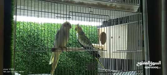  10 cockatiel breeding pair