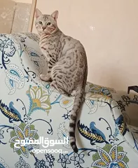  2 Bengal cat