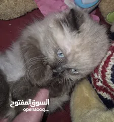  22 بريتش ريد اطراف قصيره لون اشقر شعر طويل وهمالايا تشوكلت بلو بوينت شعر طويل العمر شهرين ونص