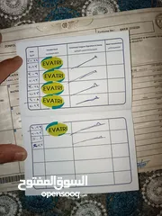  8 كلب إنجليش ماستيف للبيع