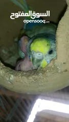  20 Ready to egg adult Budgies