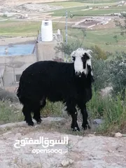  6 خاروف وعبوره عمر سنه و4 شهور تقريبا عز المقنوه
