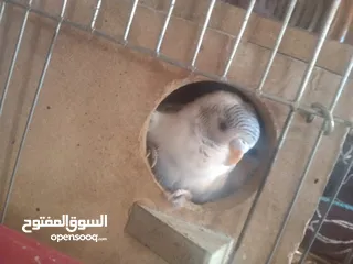  6 عصافير حب بادجي 2 مع القفص