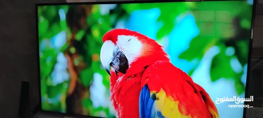  1 شاشه اي فيو 65 سمارت