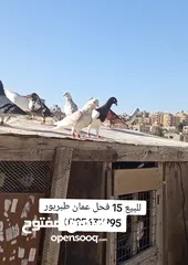  1 للبيع 15 طير حمام فحول