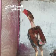  6 ديكين وفرختين باكستاني ب 50 دينار فقط