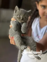  7 قطط للبيع عمرهم شهر و نص الام هملايا و الاب بريتش
