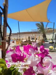  2 مظلة شراعية قماش كوري
