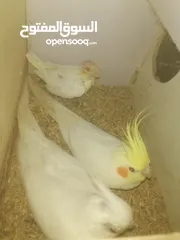  1 جوز كوكتيل الذكر لاتينو و الأنثى البينو تحتهم فرخ لاتينو