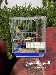  6 فراخ كوكتيل للبيع+قفاص مستعمله شبه جديده جديده قابل للبدل ع كوكتيل شغالات