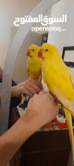  1 friendly yellow indian ringneck parrot rose-ringed parakeet  درة