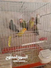  4 للبيع كوم طيور