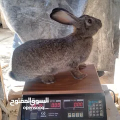 1 كوم اناث أرانب للبيع