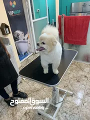  2 بوميرينيان