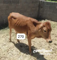  2 للبيع أبقار عمانية وجاعدة وكبش