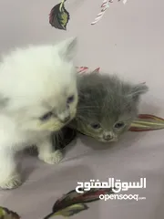  4 Persian short hair kitten