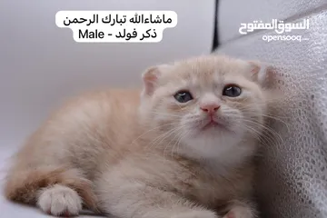  23 سكوتش كيتن فولد وستريت الوان مميزه ليلك ومشمشي وغيرها 15 كيتن