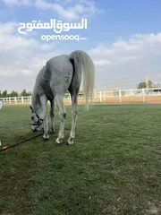  7 خيل  عربي