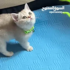  4 برتش ny24 و ns11 للبيع مستوى عالي جداً