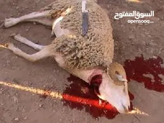  4 لحام وجزار اضاحي