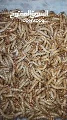  20 يرقات دود القبابي حي ميلوورم mealworm