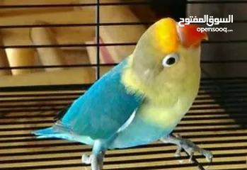  9 كوكتيل وحب وجنة و جولدن فينش وكنار وطفرات الفيشر باربلو وعندليب وكراون بلو ونابليون