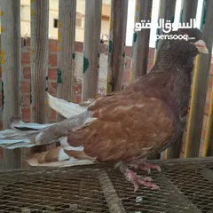  4 مطلوب حمام بلدي نفس الي في صوره