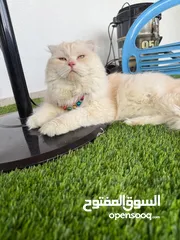  4 قط سكوتش فولد مميز منزلي اليف وسعره مناسب خالي من اي امراض او مشاكل صحية