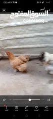  3 زوج دجاج براها