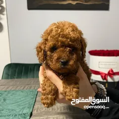  1 Toy Poodle