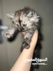  3 قطط شانشيلا عمرهم شهرين للبيع ب قطط شانشيلا عمرهم شهرين للبيع ب 25 الواحده 25 الواحده