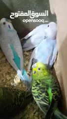  6 للبيع طيور بادجي . ذكر وأنثى  وأربع فراخ  مع قفص كامل . الصور واضحة
