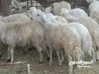  3 كبشان حري احجام طيبه