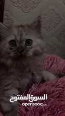  12 قط شيرازي-سيبيري  Persian-Siberian cat