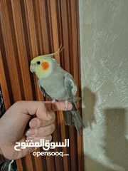  8 جوز كوكتيل منتج للبيع بسعر مغري