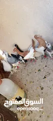  5 متاح 3جواز شغلات جوز يهوديات  صفر وجوز بلجيكي زرزور عل بلجيكيه