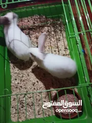  4 ارانب عدد 2 مع قفص فرنسي لون ابيض ، لعدم التفرغ