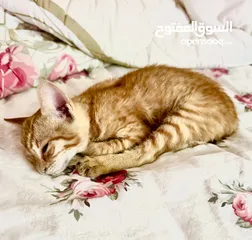  5 قطة صغيرة للتبني (مجاناً ) - kitten for  adoption (free)