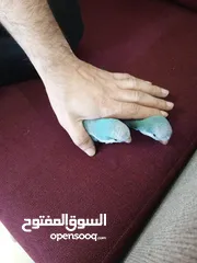  5 زوج ببغاء كويكر للبيع مع قفص تقريباً 90 سم