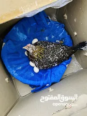  7  عدد 3 ديج مع 2 دجاجات 