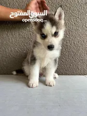  7 Siberian husky’s puppy