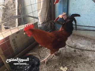  4 ديوچه للبيع