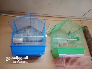  2 عصافير كنار