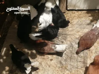  2 جوزين نوريات، فراخ عدد ثلاث، اثنين مخاليف منهن شفر بواز