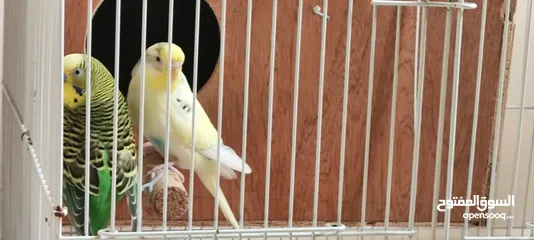  1 Love birds with cage and auto dispenser good condition