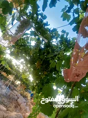  5 بيت مستقل تقريبا مزرعه مشيكه كامله مزروعع عنب وحمضيات مساحه البناء 160م وغرفه خارجيه 40م الواقع احلا