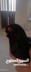  2 جوز مسويد للبيع