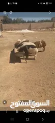  1 14 عبور نخب كفالة