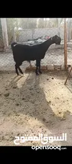  20 جدي شامي ابيض ابرص توب ثني حبتين على كل جال وثلث معزا مراح توب التوب مقنوي