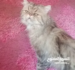  2 قط للتزاوج